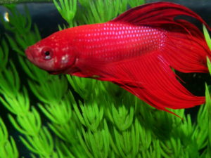 OXFORD THE FISH